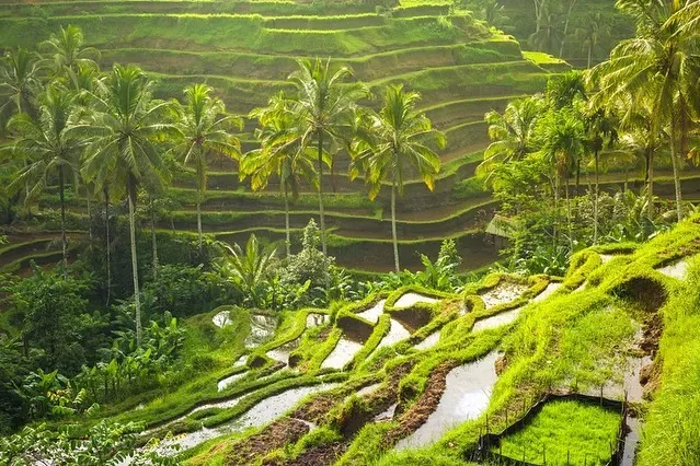 Best of Ubud and Uluwatu Sunset Tour – 2 Days Bali Tour Package